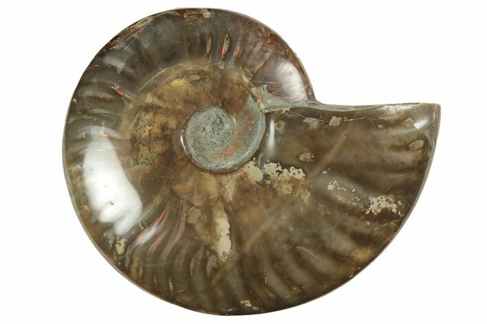 Red Flash Ammonite Fossil - Madagascar #211116